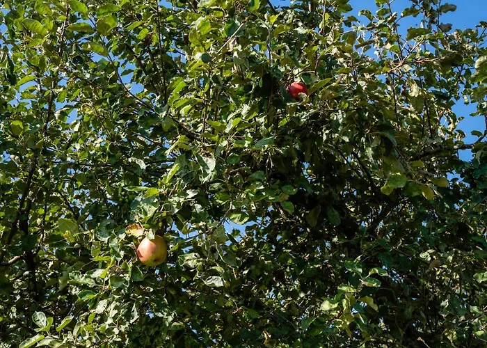 Bed & Breakfast De Raayhof