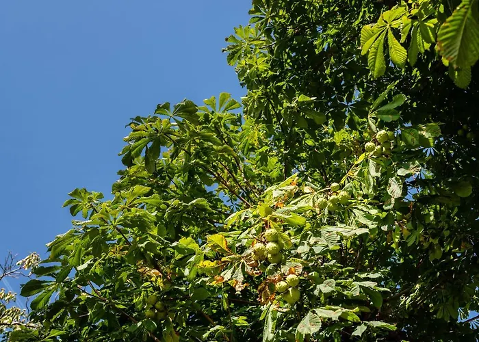 Bed & Breakfast De Raayhof